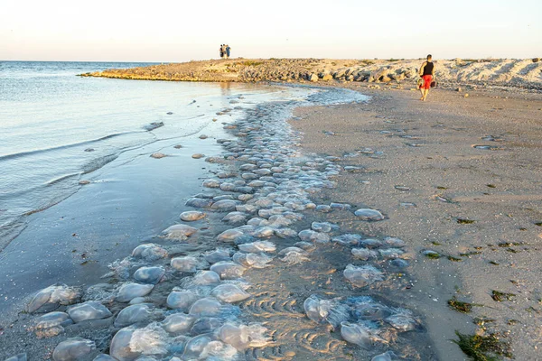 Фон і текстура великих блакитних медуз, промитих на березі. Екологічна катастрофа — стокове фото