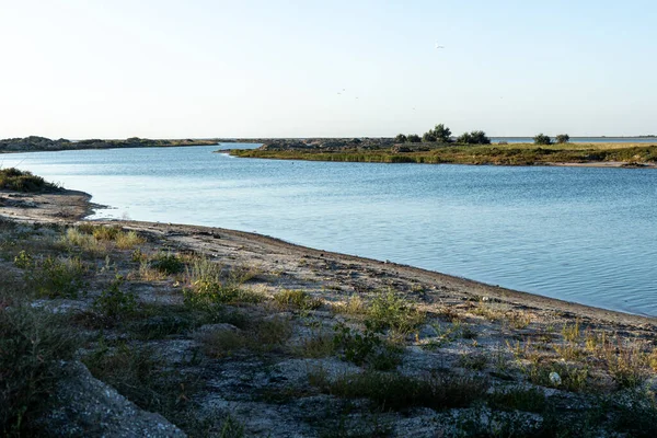 Mavi denizin kumsalı. Bitki ve kumla. Doğa rezervi.