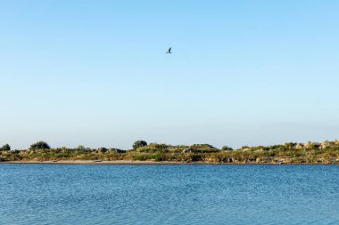 Mavi denizin kumsalı. Bitki ve kumla. Doğa rezervi.