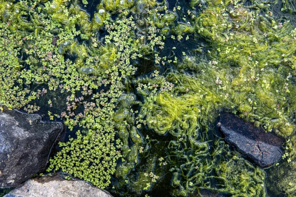 L'asclépiade verte sur l'eau propre du lac. Contexte naturel et texture — Photo