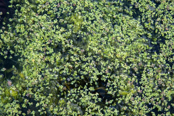 Green duckweed on clean lake water. Natural background and texture — Stock Photo, Image