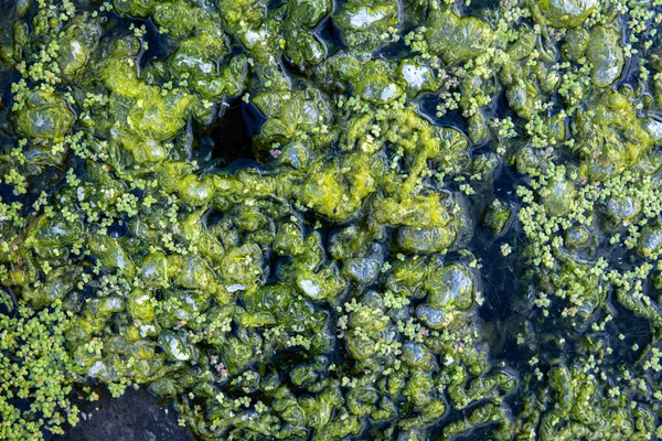 Grüner Wasserlinsen und Sumpfschlamm auf dem Wasser. Natürlicher Hintergrund und Textur — Stockfoto