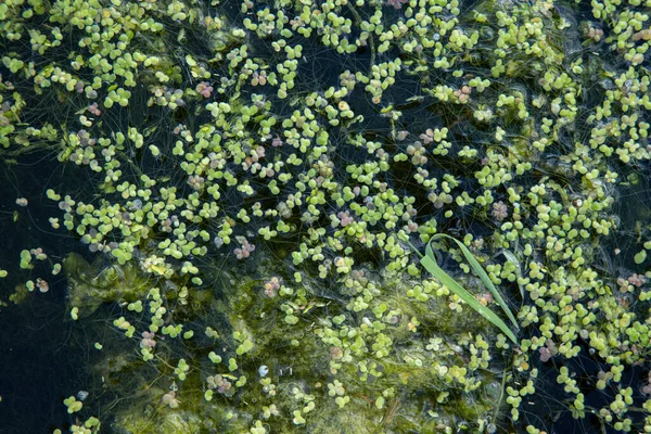 L'asclépiade verte sur l'eau propre du lac. Contexte naturel et texture — Photo