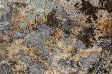 Yosun ve liken içeren taş yüzeyinin arkaplan ve dokusu