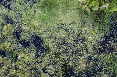 Suda yeşil ördek otu ve bataklık çamuru. Doğal arkaplan ve doku