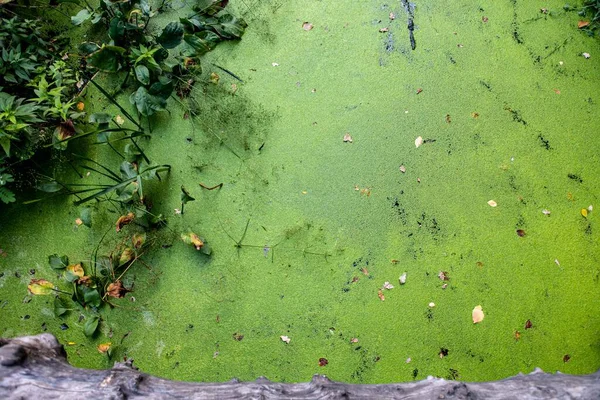 L'asclépiade verte sur l'eau propre du lac. Contexte naturel et texture — Photo