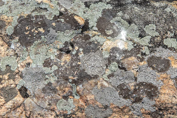 Fond et texture de la surface de pierre avec mousse et lichens — Photo