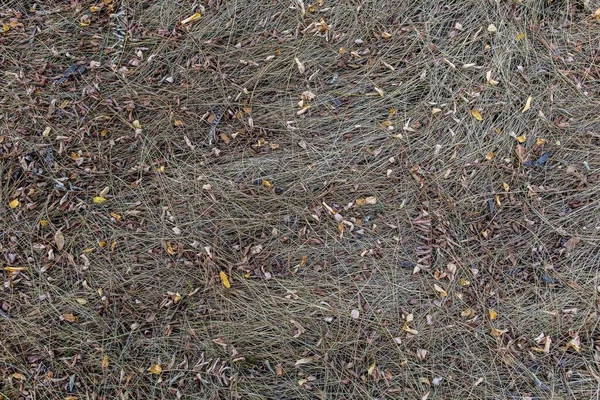 Achtergrond en textuur van het grondoppervlak. Bos betreden pad. — Stockfoto