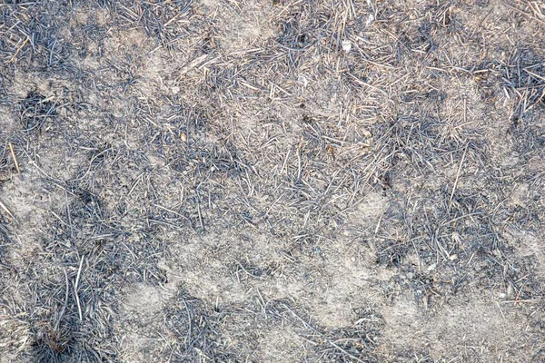 Achtergrond en textuur van het grondoppervlak. Bos betreden pad. — Stockfoto