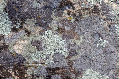 Yosun ve liken içeren taş yüzeyinin arkaplan ve dokusu