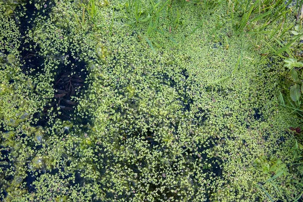 L'asclépiade verte sur l'eau propre du lac. Contexte naturel et texture — Photo