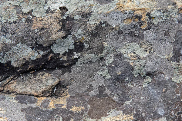 Yosun ve liken içeren taş yüzeyinin arkaplan ve dokusu