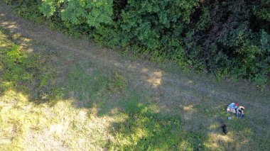 Güzel bir orman manzarası ve yüksek ağaçlar.