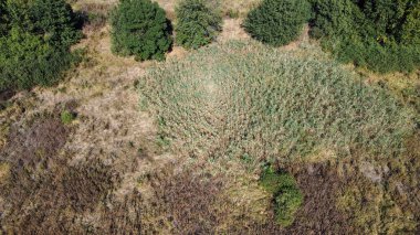 Güzel bir orman manzarası ve yüksek ağaçlar.
