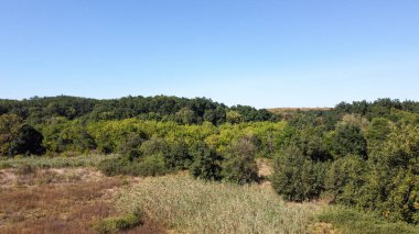 Güzel bir orman manzarası ve yüksek ağaçlar.