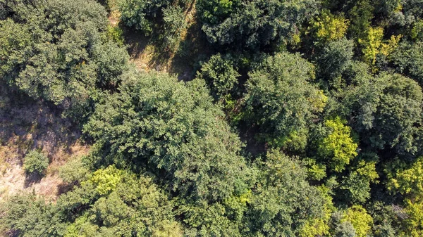 Вид с высоты птичьего полета на зеленый лес с большим количеством деревьев — стоковое фото