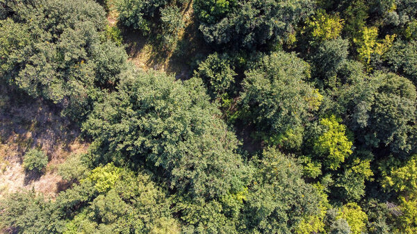 Bird's eye view of green forest with a lot of trees.
