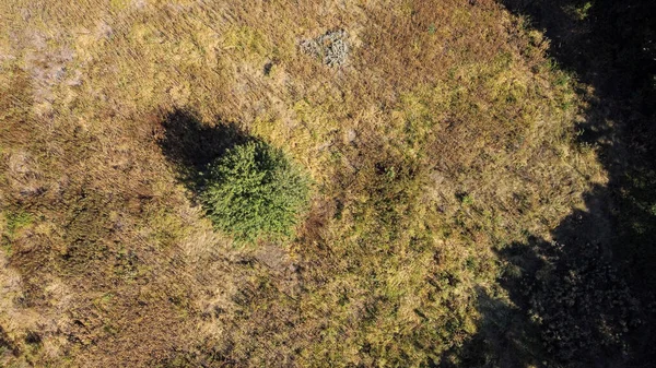 Bir açıklıkta yalnız bir ağaç duruyor. Sonbahar üst görünümü — Stok fotoğraf