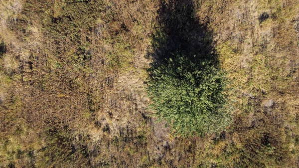 Een eenzame boom staat op een open plek. Herfst bovenaanzicht — Stockfoto