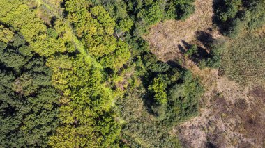 Güzel bir orman manzarası ve yüksek ağaçlar.