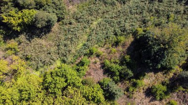 Güzel bir orman manzarası ve yüksek ağaçlar.