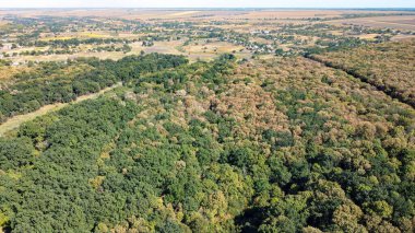 Bir sürü ağaçlı yeşil ormanın kuş bakışı manzarası.