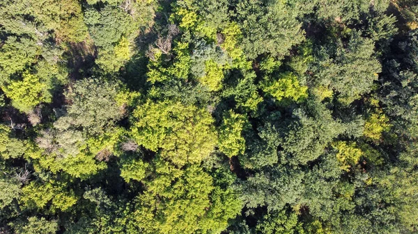 Вид с высоты птичьего полета на зеленый лес с большим количеством деревьев — стоковое фото