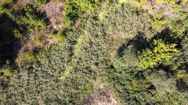 Bonita vista de un claro de bosque y árboles desde una altura — Foto de Stock