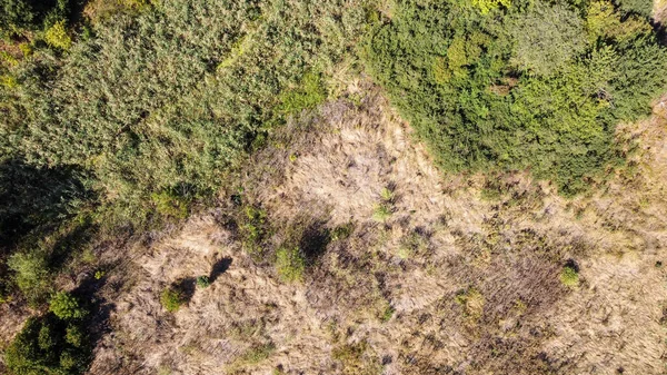 Visão agradável de uma clareira florestal e árvores de uma altura — Fotografia de Stock