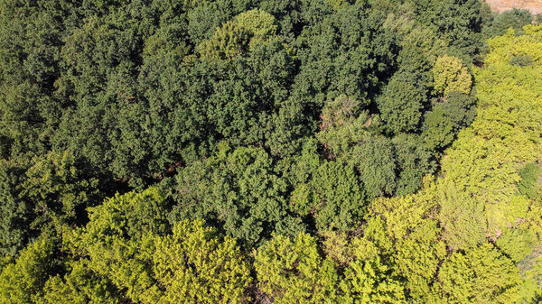 Bird's eye view of green forest with a lot of trees.