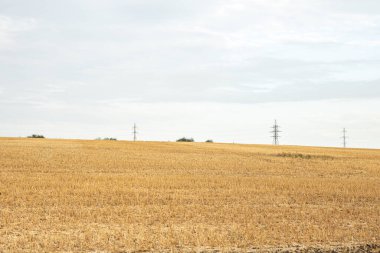Altın olgun buğdaylı tarla. Güzel sonbahar çiftlik manzarası