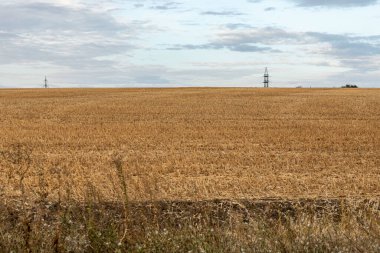 Altın olgun buğdaylı tarla. Güzel sonbahar çiftlik manzarası
