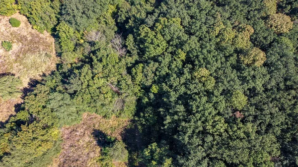 Pohled z ptačí perspektivy na zelený les se spoustou stromů — Stock fotografie