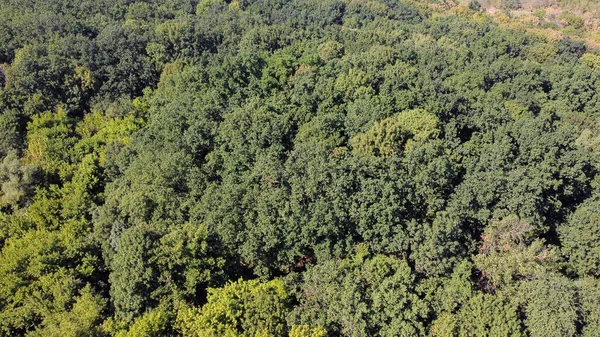 Vista de olho de pássaro de floresta verde com um monte de árvores — Fotografia de Stock