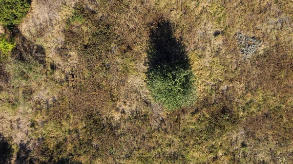 Osamělý strom stojí na mýtině. Podzimní pohled shora — Stock fotografie