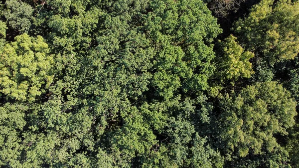 Pohled z ptačí perspektivy na zelený les se spoustou stromů — Stock fotografie