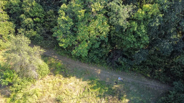 Árvores verdes bonitas em uma floresta decídua densa, vista aérea — Fotografia de Stock