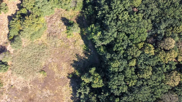 Krásné zelené stromy v hustém opadavém lese, letecký pohled — Stock fotografie
