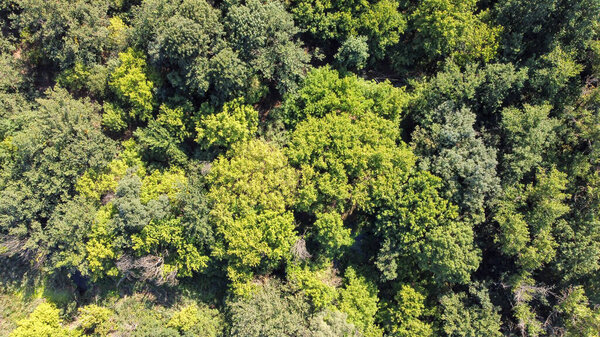Beautiful green trees in a dense deciduous forest, aerial view.