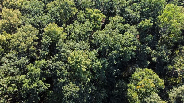 Vista de pájaro del bosque verde con muchos árboles — Foto de Stock