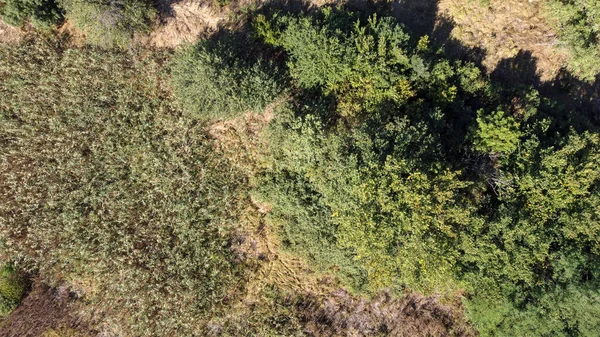 Árvores verdes bonitas em uma floresta decídua densa, vista aérea — Fotografia de Stock