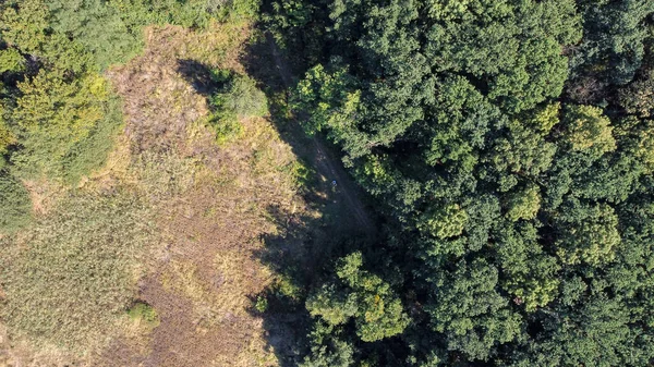 Szép kilátás nyílik az erdő tisztás és a fák a magasból — Stock Fotó