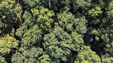 Yoğun yaprak döken ormanda güzel yeşil ağaçlar, hava manzarası
