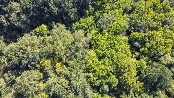 Άποψη πουλιών του πράσινου δάσους με πολλά δέντρα — Φωτογραφία Αρχείου