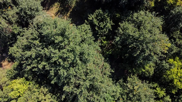 Árvores verdes bonitas em uma floresta decídua densa, vista aérea — Fotografia de Stock