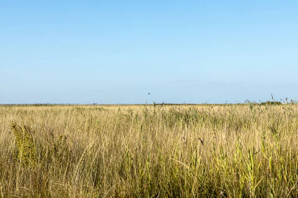 Um prado com relva de outono amarelada. Paisagem natural rural Imagem De Stock