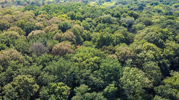 Όμορφα πράσινα δέντρα σε ένα πυκνό φυλλοβόλο δάσος, εναέρια άποψη — Φωτογραφία Αρχείου