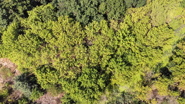 Árvores verdes bonitas em uma floresta decídua densa, vista aérea — Fotografia de Stock