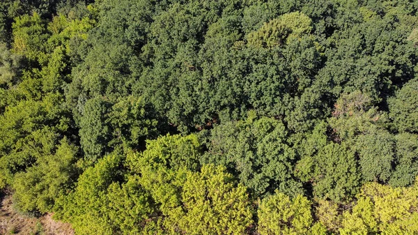 Árvores verdes bonitas em uma floresta decídua densa, vista aérea — Fotografia de Stock