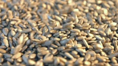 Ayçekirdeği kabuklu. 2 Shots.Slow hareket. 1. ayçiçeği tohumu yere düşüp alanı çerçeve doldurun. Dikey (aşağıdan yukarıya) yavaş pan. 2. yatay (soldan sağa) yavaş pan.